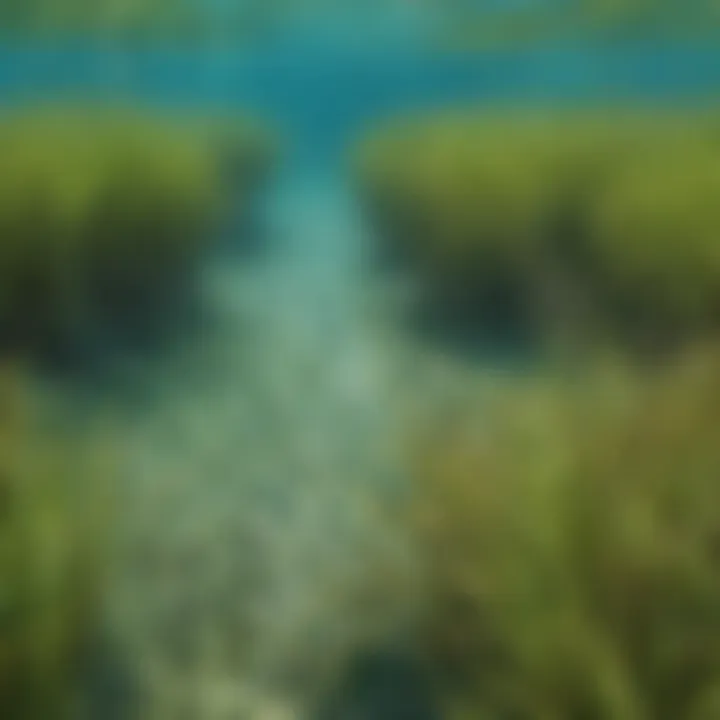 A close-up of seagrass beds teeming with marine wildlife.