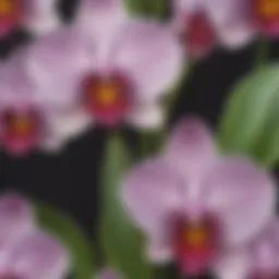 Exotic Orchid Blossom