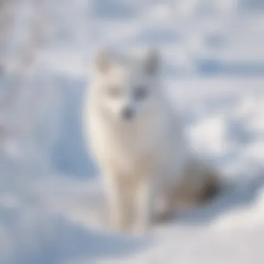 A vibrant Arctic fox blending into its snowy surroundings.