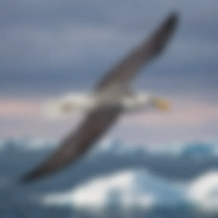 A colorful seabird soaring over the Arctic ocean.