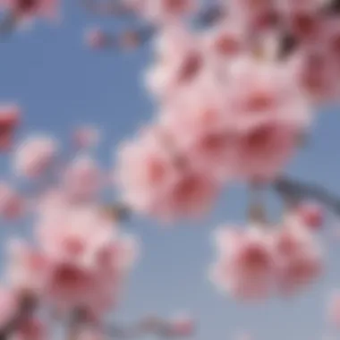 Blooming Sakura: A Symbol of Transience