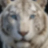 A stunning portrait of a white tiger in its natural habitat, showcasing its striking fur and piercing blue eyes.