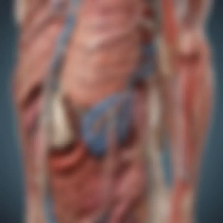 Illustration showcasing anatomical systems in 3D format