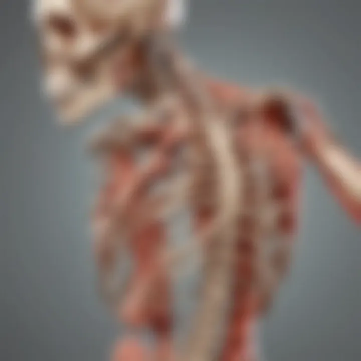 Visual representation of bones and muscle structures in 3D