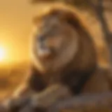 Majestic lion basking in the golden sunlight