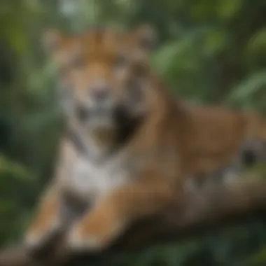 Jaguar in its Natural Habitat Majestic jaguar resting on a tree branch
