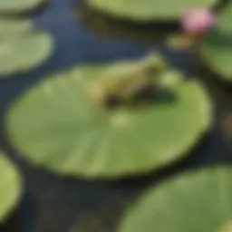 Frog in Lily Pad Haven