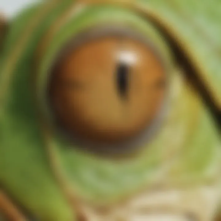 Close-up of grasshopper eyes
