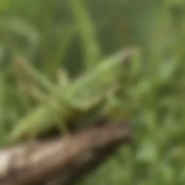 Camouflaged Beauty of a Grasshopper Grasshopper in its natural habitat