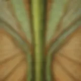Magnified view of grasshopper wings