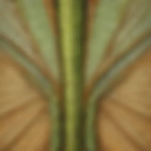 Magnified view of grasshopper wings