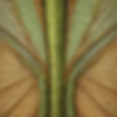 Intricate Wing Structure of a Grasshopper Magnified view of grasshopper wings