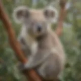 Majestic koala perched on eucalyptus tree branch