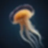 Graceful jellyfish swimming in the ocean