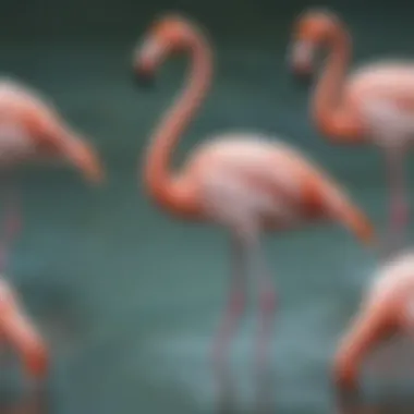 Flamingo gracefully wading through calm waters
