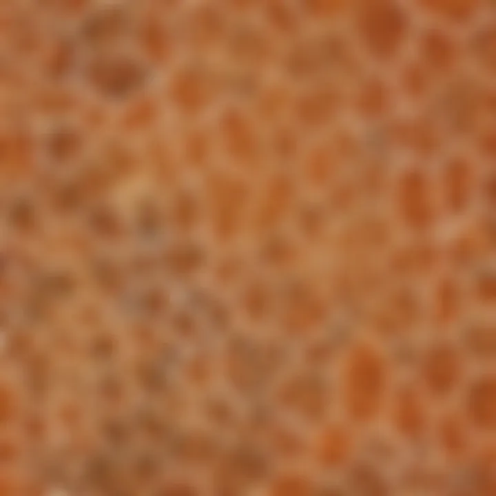 Close-up of a giraffe's unique coat patterns