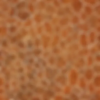 Close-Up of Giraffe Patterns Close-up of a giraffe's unique coat patterns