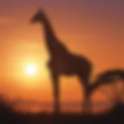 Giraffe Stretching Neck in Sunset Silhouette
