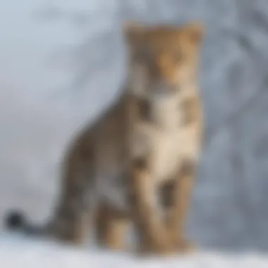 Graceful Amur Leopard in Snowy Landscape