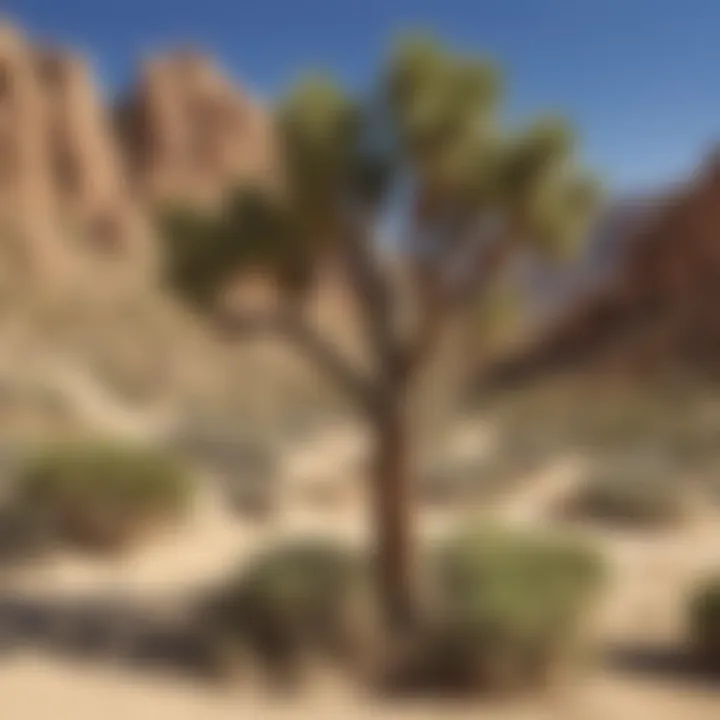 Graceful Joshua tree in a desert setting