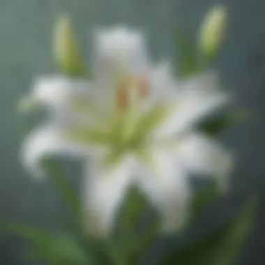 Ethereal Lily Grace Graceful Lily Blooming in Serene Setting