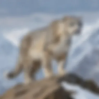 Graceful Snow Leopard in Himalayan Mountains