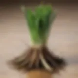 Freshly regrown green onions emerging from scraps