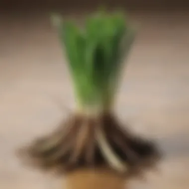 Regrowth of Green Onions from Kitchen Scraps Freshly regrown green onions emerging from scraps
