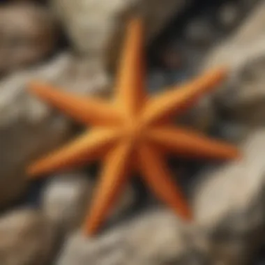 The Marvelous Adaptations of Starfish An intricate close-up of a starfish clinging to a rocky surface.