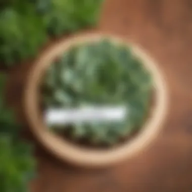 Succulent Charm DIY succulent-themed name place card idea