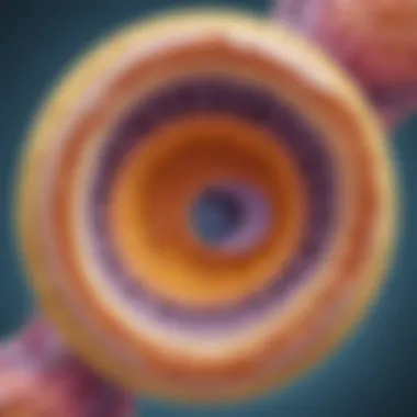 Detailed diagram showing the internal structure of a female egg cell