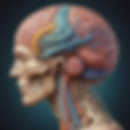 Anatomical structure of the brain