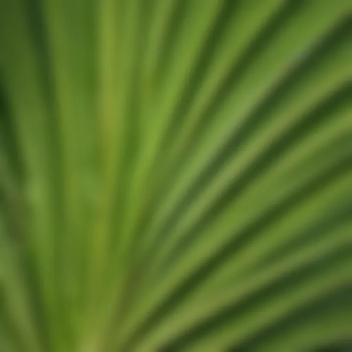 Close-up of intricate patterns on a big palm leaf