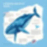 Intriguing Aspects of Blue Whales Introduction