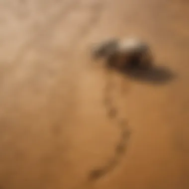 Javan Rhino Footprints on Mud