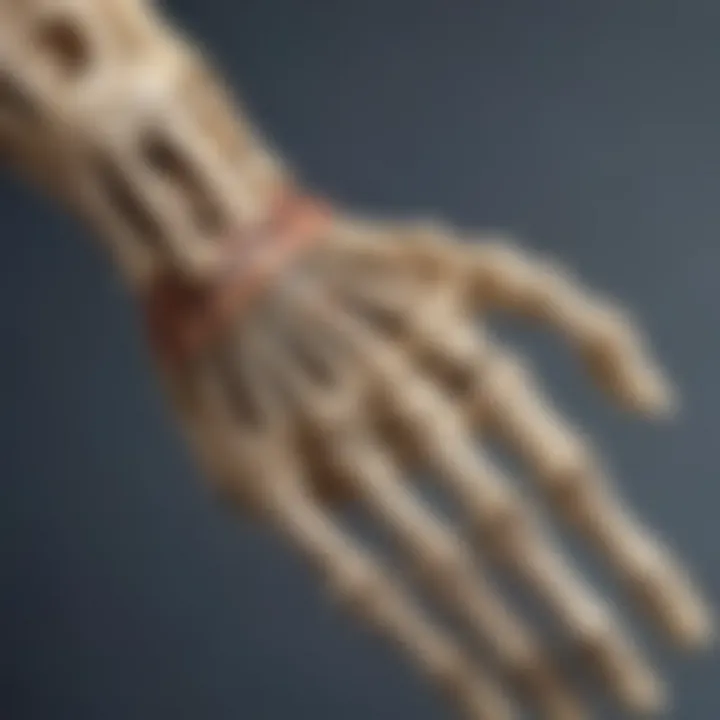 Close-up of the intricate hand and wrist bones in the skeleton