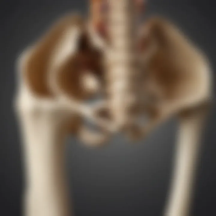 Detailed depiction of the lower limb bones and joints