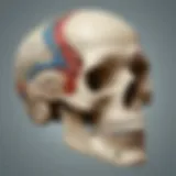 Detailed illustration of the skull's intricate structure