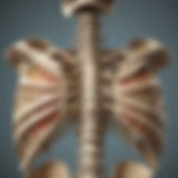 In-depth visualization of the vertebral column and ribcage