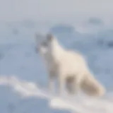 Majestic Arctic Fox in Snow-covered Landscape