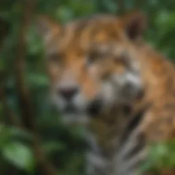 Stunning Jaguar in Amazon Rainforest