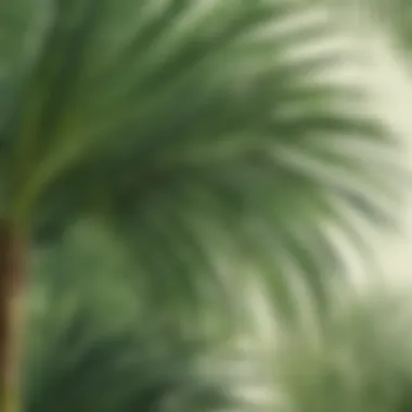 Swaying Majesty Lush green palm leaves swaying in the breeze