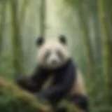 Majestic Panda in Bamboo Forest