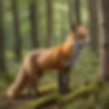 Majestic Red Fox in Woodland Habitat