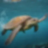 Majestic Sea Turtle Swimming