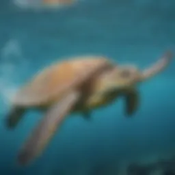 Majestic Sea Turtle Swimming