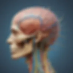Anatomical Illustration of the Nervous System