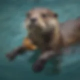 Graceful Otter Pup Learning to Swim