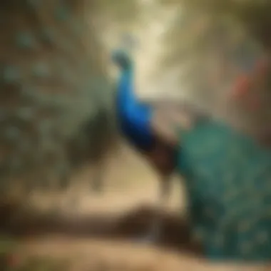 Elegant Peacock: Courtship Splendor Peacock Displaying Vibrant Feathers in Courtship Dance
