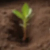 Botanical illustration of a seedling emerging from soil